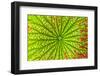 USA, Georgia, Savannah, close up of lotus leaf.-Joanne Wells-Framed Photographic Print