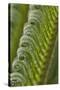 USA, Georgia, Savannah, Close-up of new fronds on a sago palm.-Joanne Wells-Stretched Canvas