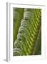 USA, Georgia, Savannah, Close-up of new fronds on a sago palm.-Joanne Wells-Framed Photographic Print