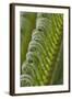 USA, Georgia, Savannah, Close-up of new fronds on a sago palm.-Joanne Wells-Framed Photographic Print