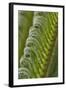 USA, Georgia, Savannah, Close-up of new fronds on a sago palm.-Joanne Wells-Framed Photographic Print