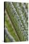 USA, Georgia, Savannah, Close-up of new fronds on a sago palm.-Joanne Wells-Stretched Canvas