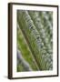 USA, Georgia, Savannah, Close-up of new fronds on a sago palm.-Joanne Wells-Framed Photographic Print