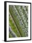 USA, Georgia, Savannah, Close-up of new fronds on a sago palm.-Joanne Wells-Framed Photographic Print