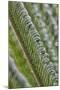 USA, Georgia, Savannah, Close-up of new fronds on a sago palm.-Joanne Wells-Mounted Photographic Print