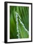 USA, Georgia, Savannah, Close-up of new fronds on a sago palm.-Joanne Wells-Framed Photographic Print