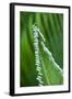 USA, Georgia, Savannah, Close-up of new fronds on a sago palm.-Joanne Wells-Framed Photographic Print