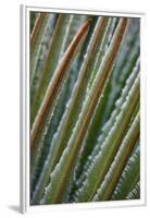 USA, Georgia, Savannah, Close-up of new fronds on a sago palm.-Joanne Wells-Framed Premium Photographic Print