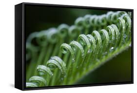 USA, Georgia, Savannah, Close-up of new fronds on a sago palm.-Joanne Wells-Framed Stretched Canvas