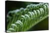 USA, Georgia, Savannah, Close-up of new fronds on a sago palm.-Joanne Wells-Stretched Canvas