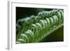 USA, Georgia, Savannah, Close-up of new fronds on a sago palm.-Joanne Wells-Framed Photographic Print