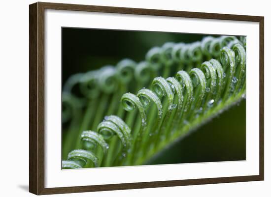 USA, Georgia, Savannah, Close-up of new fronds on a sago palm.-Joanne Wells-Framed Photographic Print