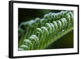 USA, Georgia, Savannah, Close-up of new fronds on a sago palm.-Joanne Wells-Framed Photographic Print