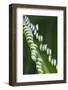 USA, Georgia, Savannah, Close-up of new fronds on a sago palm.-Joanne Wells-Framed Photographic Print