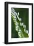 USA, Georgia, Savannah, Close-up of new fronds on a sago palm.-Joanne Wells-Framed Photographic Print