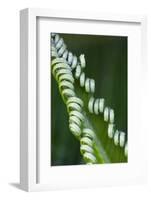 USA, Georgia, Savannah, Close-up of new fronds on a sago palm.-Joanne Wells-Framed Photographic Print