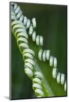 USA, Georgia, Savannah, Close-up of new fronds on a sago palm.-Joanne Wells-Mounted Photographic Print