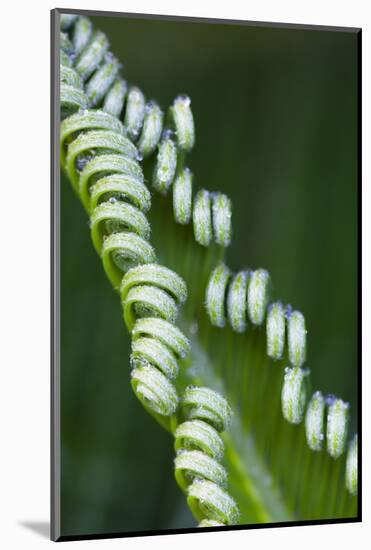 USA, Georgia, Savannah, Close-up of new fronds on a sago palm.-Joanne Wells-Mounted Photographic Print