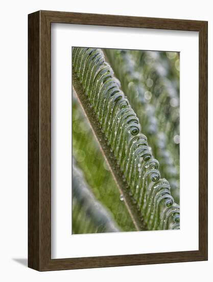 USA, Georgia, Savannah, Close-up of new fronds on a sago palm.-Joanne Wells-Framed Photographic Print