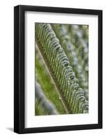 USA, Georgia, Savannah, Close-up of new fronds on a sago palm.-Joanne Wells-Framed Photographic Print