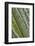 USA, Georgia, Savannah, Close-up of new fronds on a sago palm.-Joanne Wells-Framed Photographic Print