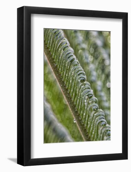 USA, Georgia, Savannah, Close-up of new fronds on a sago palm.-Joanne Wells-Framed Photographic Print