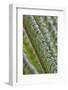 USA, Georgia, Savannah, Close-up of new fronds on a sago palm.-Joanne Wells-Framed Photographic Print