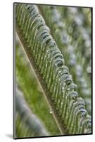 USA, Georgia, Savannah, Close-up of new fronds on a sago palm.-Joanne Wells-Mounted Photographic Print