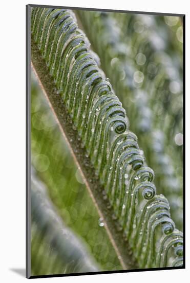 USA, Georgia, Savannah, Close-up of new fronds on a sago palm.-Joanne Wells-Mounted Photographic Print