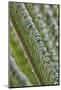 USA, Georgia, Savannah, Close-up of new fronds on a sago palm.-Joanne Wells-Mounted Photographic Print