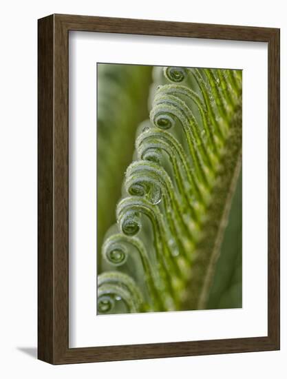 USA, Georgia, Savannah, Close-up of new fronds on a sago palm.-Joanne Wells-Framed Photographic Print