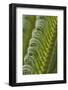 USA, Georgia, Savannah, Close-up of new fronds on a sago palm.-Joanne Wells-Framed Photographic Print