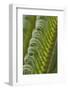 USA, Georgia, Savannah, Close-up of new fronds on a sago palm.-Joanne Wells-Framed Photographic Print