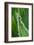 USA, Georgia, Savannah, Close-up of new fronds on a sago palm.-Joanne Wells-Framed Photographic Print