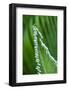 USA, Georgia, Savannah, Close-up of new fronds on a sago palm.-Joanne Wells-Framed Photographic Print