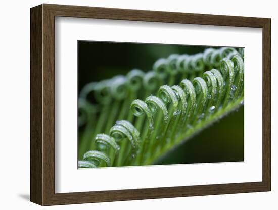 USA, Georgia, Savannah, Close-up of new fronds on a sago palm.-Joanne Wells-Framed Photographic Print