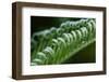 USA, Georgia, Savannah, Close-up of new fronds on a sago palm.-Joanne Wells-Framed Photographic Print