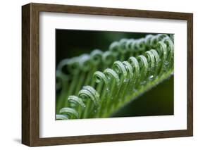 USA, Georgia, Savannah, Close-up of new fronds on a sago palm.-Joanne Wells-Framed Photographic Print