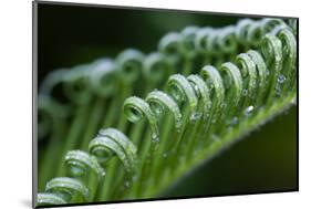 USA, Georgia, Savannah, Close-up of new fronds on a sago palm.-Joanne Wells-Mounted Photographic Print