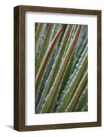 USA, Georgia, Savannah, Close-up of new fronds on a sago palm.-Joanne Wells-Framed Photographic Print