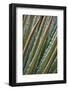 USA, Georgia, Savannah, Close-up of new fronds on a sago palm.-Joanne Wells-Framed Photographic Print