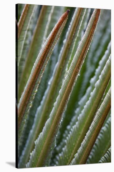 USA, Georgia, Savannah, Close-up of new fronds on a sago palm.-Joanne Wells-Stretched Canvas