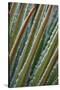 USA, Georgia, Savannah, Close-up of new fronds on a sago palm.-Joanne Wells-Stretched Canvas