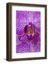 USA, Georgia, Savannah, Close-up of orchid.-Joanne Wells-Framed Photographic Print