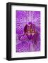 USA, Georgia, Savannah, Close-up of orchid.-Joanne Wells-Framed Photographic Print