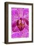 USA, Georgia, Savannah, Close-up of orchid.-Joanne Wells-Framed Photographic Print