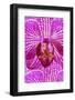 USA, Georgia, Savannah, Close-up of orchid.-Joanne Wells-Framed Photographic Print