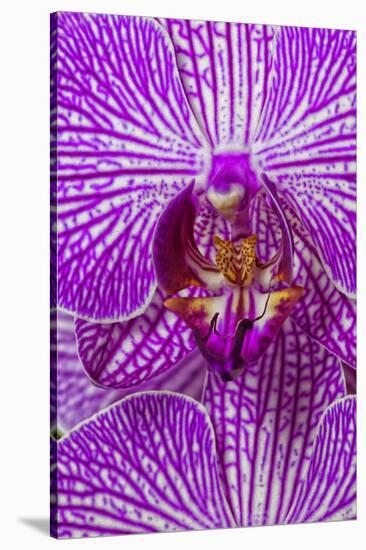 USA, Georgia, Savannah, Close-up of orchid.-Joanne Wells-Stretched Canvas