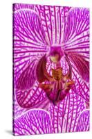 USA, Georgia, Savannah, Close-up of orchid.-Joanne Wells-Stretched Canvas