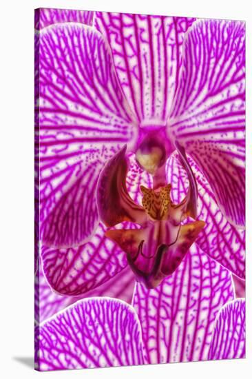 USA, Georgia, Savannah, Close-up of orchid.-Joanne Wells-Stretched Canvas